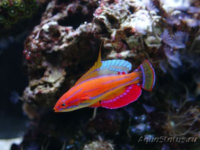 Фото Губан Карпентера , или Парахейлин красноплавниковый Paracheilinus carpenteri  (photo#110403)