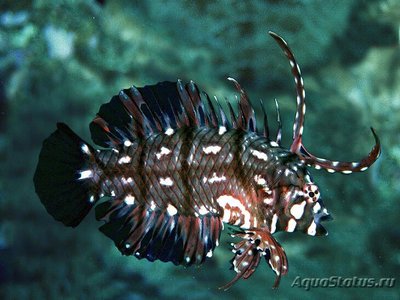 Фото Губан-дракон, Коричневая рыба-нож Novaculichthys taeniourus  (photo#110415)