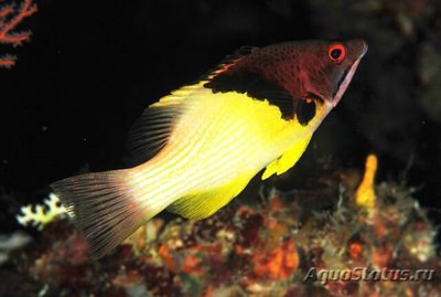 Кабанчик двуцветный (Bodianus mesothorax)