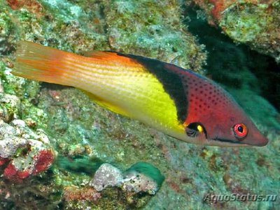 Кабанчик двуцветный (Bodianus mesothorax)