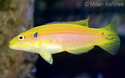 Кабанчик Двухточечный бодиан (Bodianus bimaculatus)