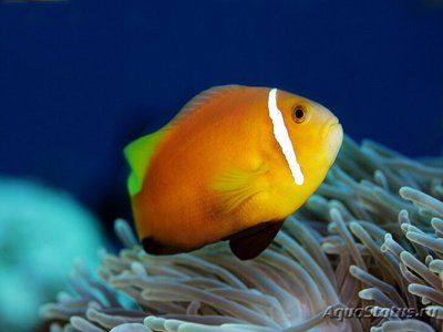 Клоун нигрипес (мальдивский, черноплавничный) (Amphiprion nigripes)