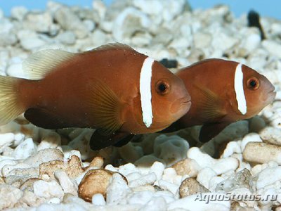 Клоун нигрипес (мальдивский, черноплавничный) (Amphiprion nigripes)