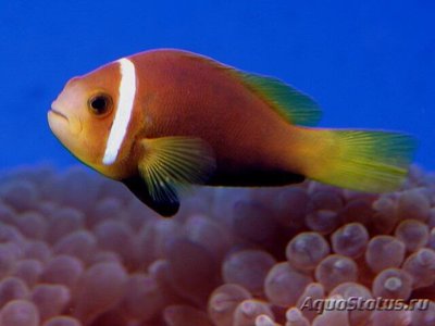 Фото Клоун нигрипес мальдивский, черноплавничный Amphiprion nigripes  (photo#110479)