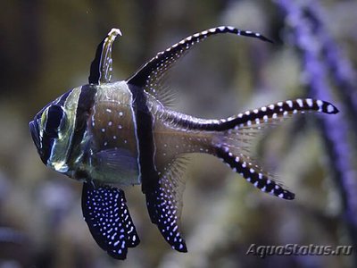 Фото Апогон тюлевый Каудерна Pterapogon kauderni  (photo#110482)