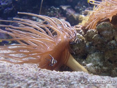 Фото Апогон тюлевый Каудерна Pterapogon kauderni  (photo#110485)