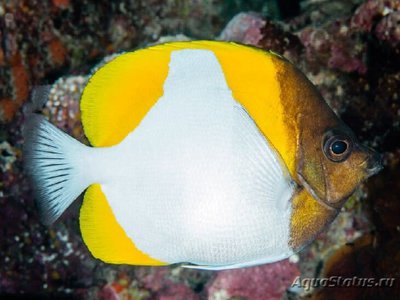 Фото Гемитаурихт пирамидальный осторожный Hemitaurichthys polylepis  (photo#110492)