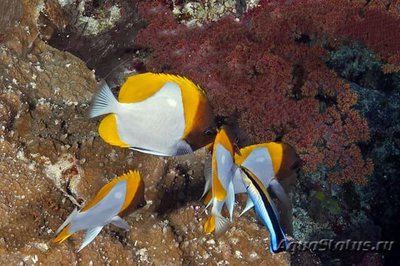 Гемитаурихт пирамидальный (осторожный) (Hemitaurichthys polylepis)