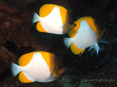 Гемитаурихт пирамидальный (осторожный) (Hemitaurichthys polylepis)