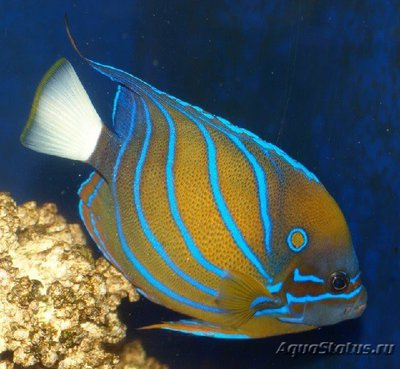 Ангел кольчатый (аннулярис) (Pomacanthus annularis)