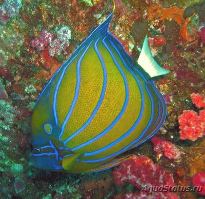 Ангел кольчатый (аннулярис) (Pomacanthus annularis)