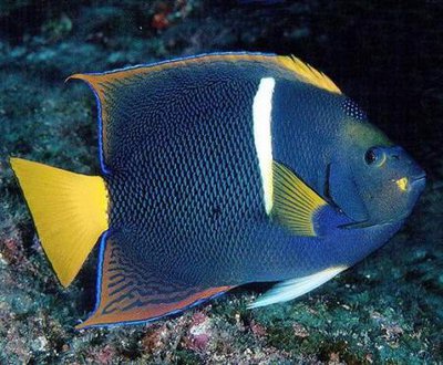 Ангел королевский (Holacanthus passer)