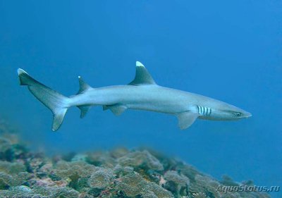 Акула белоперая рифовая (Triaenodon obesus Whitetip reef shark)