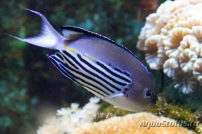 Ангел лирохвостый Ватанбе (Genicanthus watanabei)