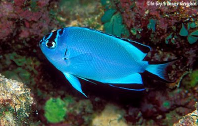 Ангел лирохвостый Ватанбе (Genicanthus watanabei)