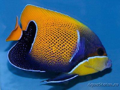 Ангел Наварры неоновый (Pomacanthus (Euxiphipops) navarchus)