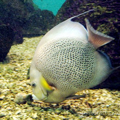 Ангел серый (Pomacanthus arcuatus)