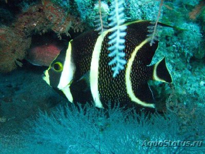 Ангел черный (французский, пару) (Pomacanthus paru)