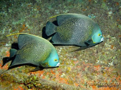 Фото Ангел черный французский, пару Pomacanthus paru  (photo#110662)