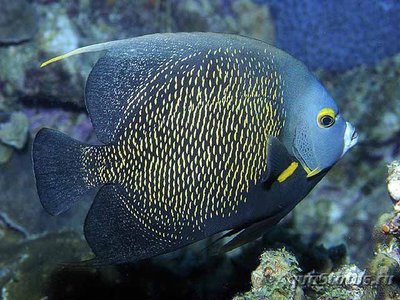 Фото Ангел черный французский, пару Pomacanthus paru  (photo#110663)