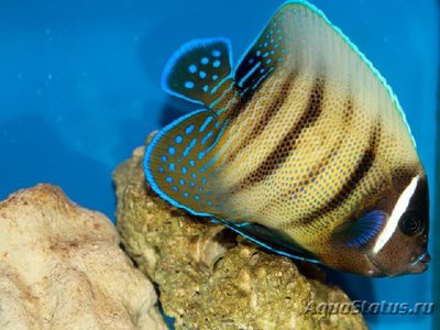 Ангел шестиполосый (секстриатус) (Pomacanthus (Euxiphipops) sexstriatus)