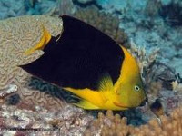 Ангел-изабелита трёхцветная (Holacanthus tricolor)