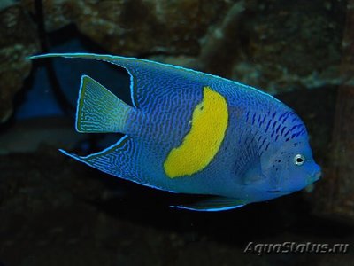 Ангел-полумесяц (макулозус) (Pomacanthus maculosus)