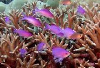 Антиас аметистовый (Pseudanthias (Mirolabrychthys) pascalus)