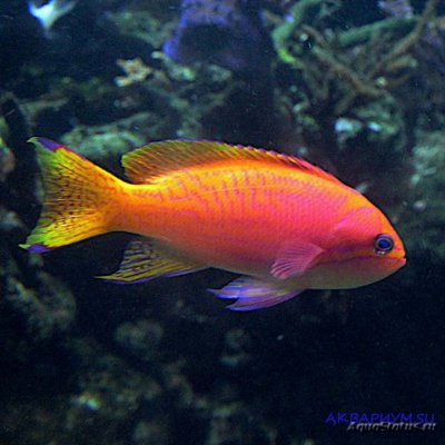 Антиас двупятнистый (Pseudanthias bimaculatus)