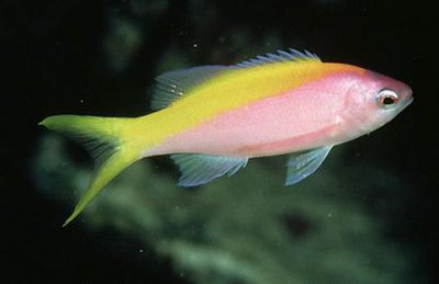 Антиас желтоспинный (Pseudanthias (Mirolabrychthys) evansi)