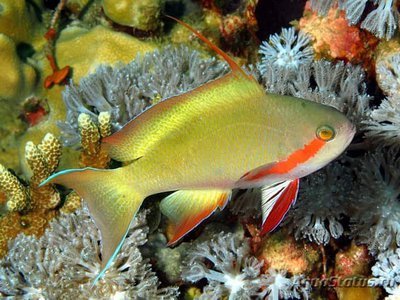 Фото Антиас зеленый, Антиас-хухти Pseudanthias huchtii  (photo#110692)