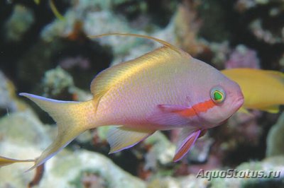 Фото Антиас зеленый, Антиас-хухти Pseudanthias huchtii  (photo#110694)