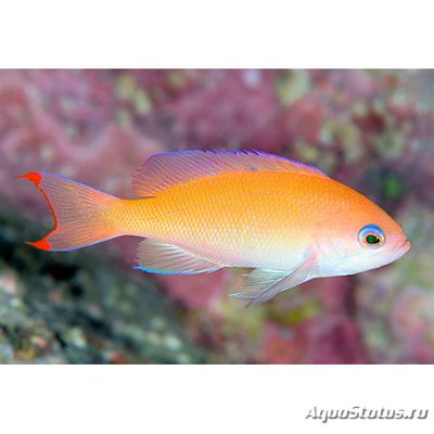 Антиас коренастый (Pseudanthias hypselosoma)