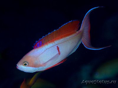 Антиас Купера (Pseudanthias cooperi)