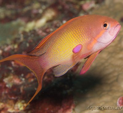 Антиас лирохвостый (голубоглазый) (Pseudanthias squamipinnis)