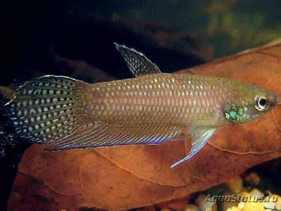 Фото Бетта Стигмоса Betta stigmosa  (photo#110723)