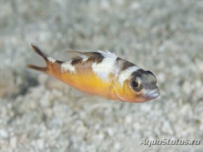 Групер табачный ( Serranus tabacarius )