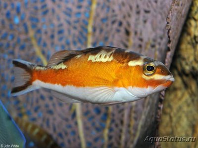 Групер табачный ( Serranus tabacarius )