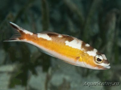 Групер табачный ( Serranus tabacarius )