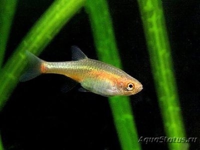 Фото Микрорасбора рубесценс Microrasbora rubescens  (photo#110739)