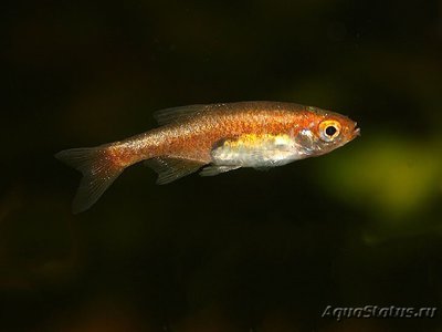 Фото Микрорасбора рубесценс Microrasbora rubescens  (photo#110740)