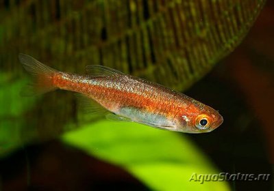 Фото Микрорасбора рубесценс Microrasbora rubescens  (photo#110741)