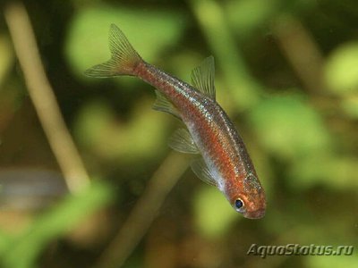 Фото Микрорасбора рубесценс Microrasbora rubescens  (photo#110742)