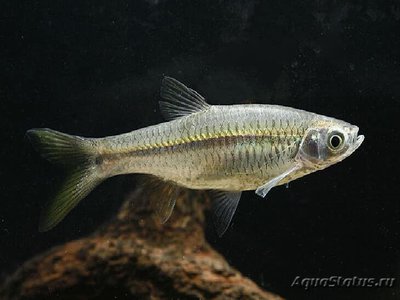 Фото Расбора дусон Rasbora dusonensis  (photo#110745)