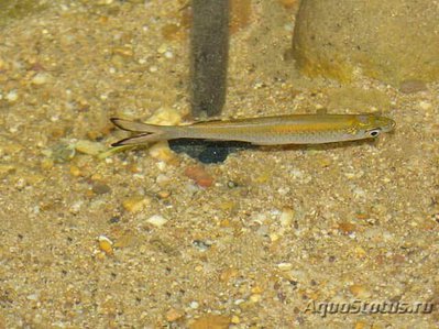 Фото Расбора дусон Rasbora dusonensis  (photo#110748)