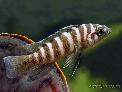 Фото Лампрологус цилиндрикус Neolamprologus cylindricus  (photo#110762)