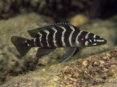 Фото Лампрологус цилиндрикус Neolamprologus cylindricus  (photo#110763)