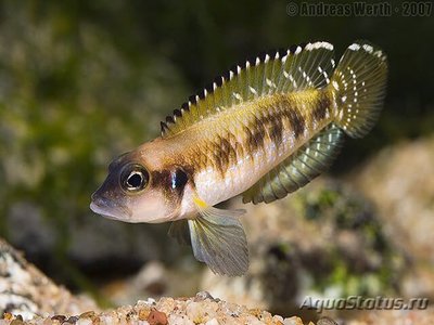 Фото Лампрологус специозус Lamprologus speciosus  (photo#110769)