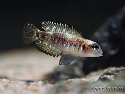 Фото Лампрологус специозус Lamprologus speciosus  (photo#110770)