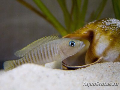 Лампрологус мультифасциатус (Lamprologus multifasciatus)